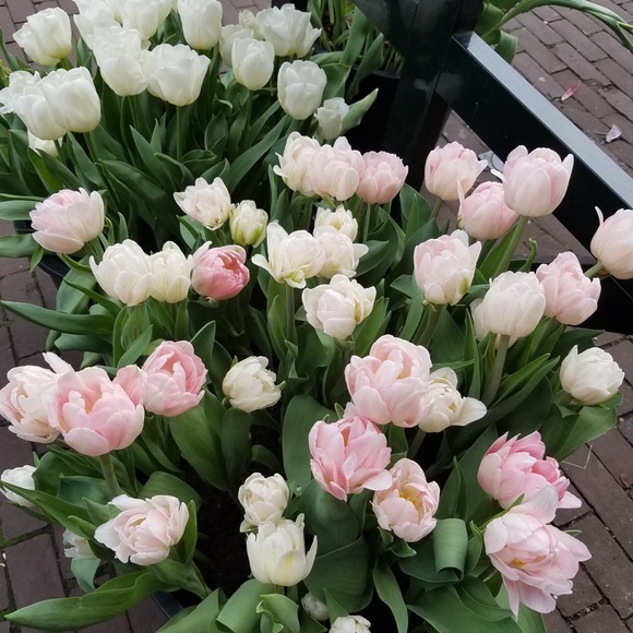 Meet your Posher, Kris - Picture 1 of 8